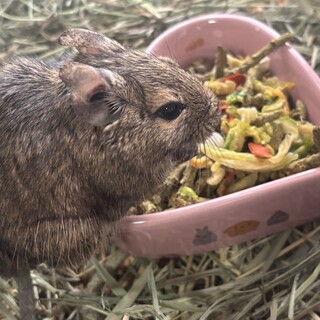 デグーの女の子　3歳です