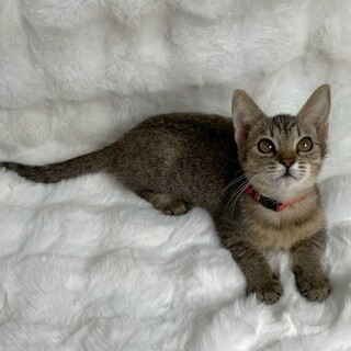 オーラちゃん♀@約4ヶ月