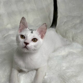 おこちゃん♀@約4ヶ月