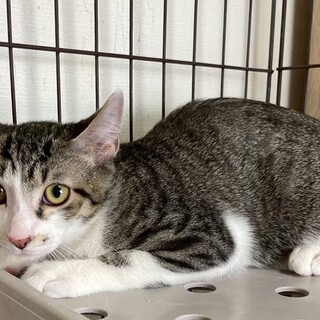 もちおくん♂@約4ヶ月