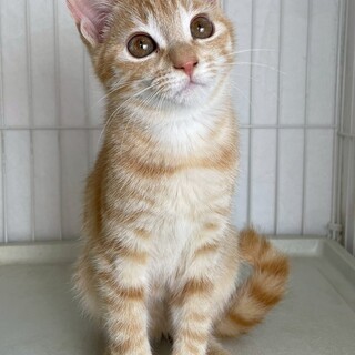 ミラちゃん♀@約4ヶ月