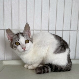 ソリオくん♂@約4ヶ月