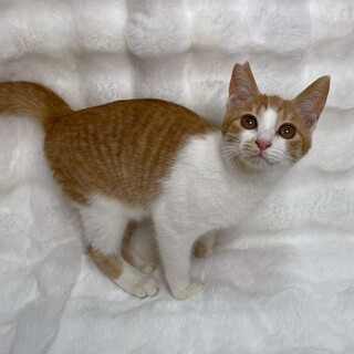 ノアくん♂@約4ヶ月