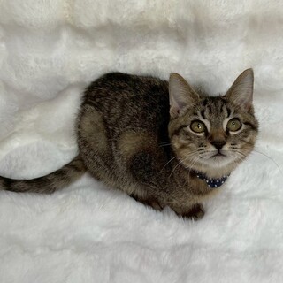 タントくん♂@約5ヶ月未満