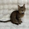タントくん♂@約5ヶ月未満 サムネイル2