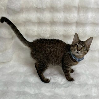 デイズくん♂@約5ヶ月未満