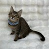 デイズくん♂@約5ヶ月未満 サムネイル2