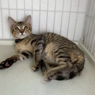 アルトくん♂@約5ヶ月未満