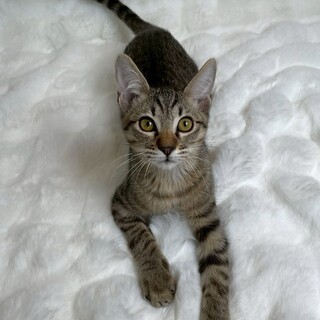 ビスカくん♂@約4ヶ月