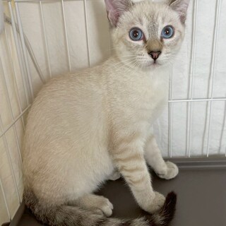 デイゴくん♂@約4ヶ月