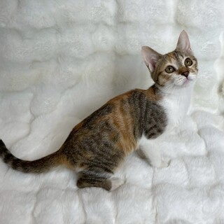 ちゅらちゃん♀@約4ヶ月