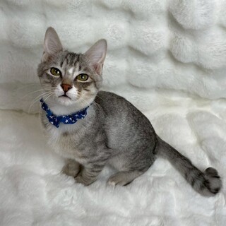 ボーロくん♂@約4ヶ月半