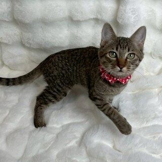 ディンちゃん♀@約4ヶ月半