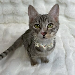 ノクちゃん♀@約4ヶ月半