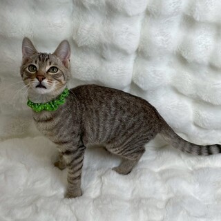 ターンくん♂@約4ヶ月半