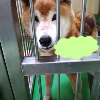 【一般譲渡不可】センター連絡ＮＧ！柴犬14歳♂