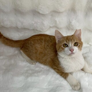 ちーたーちゃん♀@約4ヶ月