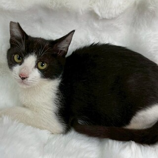 らいおんくん♂@約4ヶ月