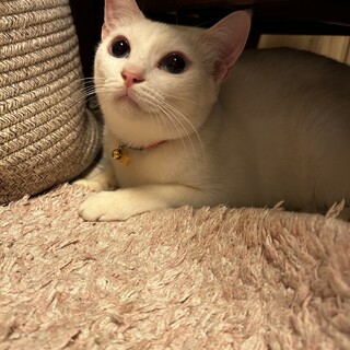 青い目の白猫　女の子♡