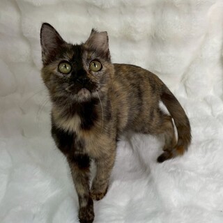 ひょうちゃん♀@約4ヶ月