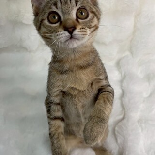 きりんちゃん♀@約4ヶ月