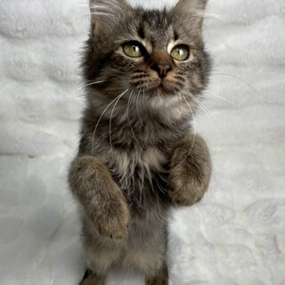 キャロルちゃん♀@約4ヶ月未満