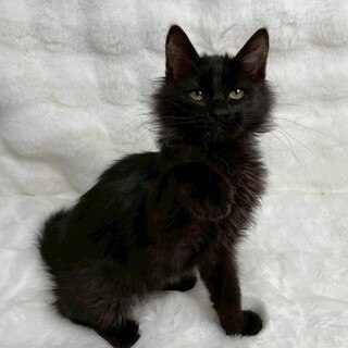 メンフィスくん♂@約4ヶ月未満