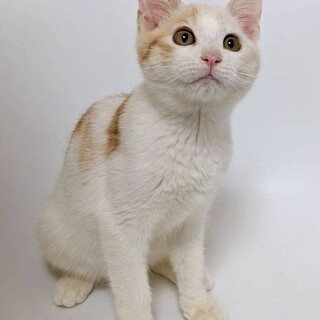 ふぅるぅくん♂@約4ヶ月過ぎ