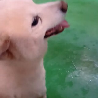 【一般譲渡不可】センター連絡ＮＧ！柴犬４歳