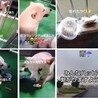 【一般譲渡不可】センター連絡ＮＧ！柴犬４歳 サムネイル2