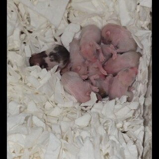 ハムスター × 埼玉県が募集対象」小動物の里親募集情報 :: ペットの