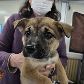 この子を助けてください