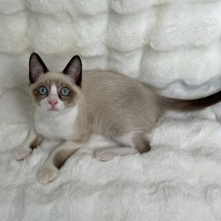 オイコスくん♂@約5ヶ月未満