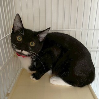 ビアードちゃん♀@約5ヶ月未満