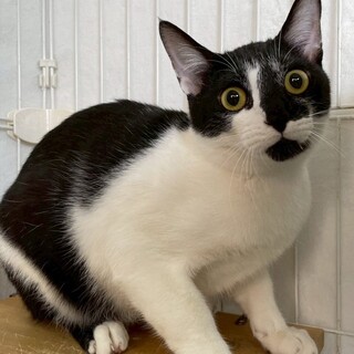 コットンくん♂@約8ヶ月