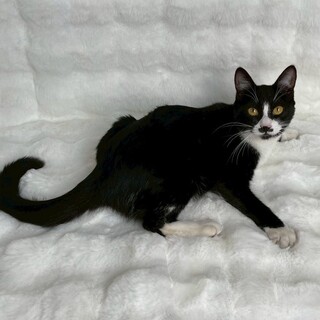 センちゃん♀@約7ヶ月未満