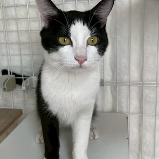 スイくん♂@約7ヶ月未満