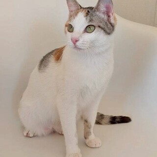 とぅららちゃん♀@約8ヶ月過ぎ