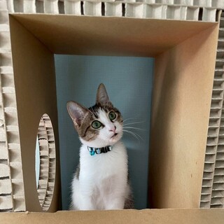 ビオラくん♂@約5ヶ月