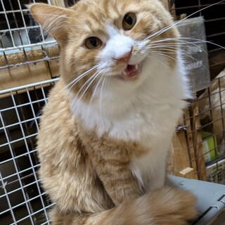 お膝の上と抱っこが大好きな甘えん坊♡のり