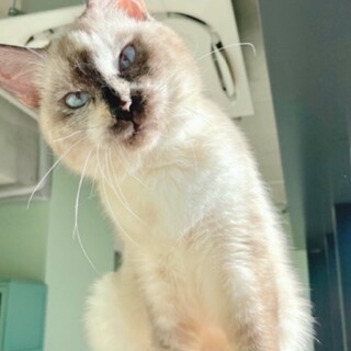 シャイな甘えん坊さん！