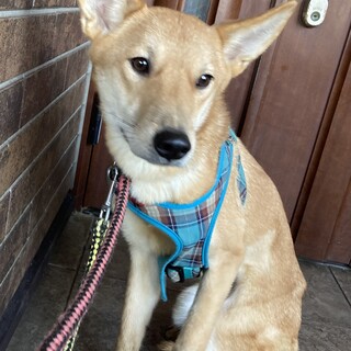 保健所からレスキュー！キュートなティンクちゃん