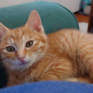 かわいいにゃ。トロくん