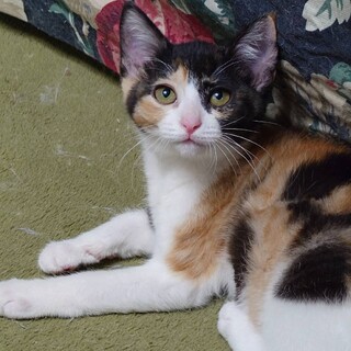 ���킢���ɂ�B�C�N�������