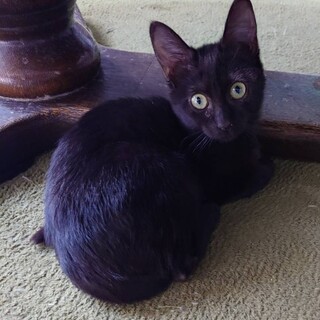 かわいいにゃ。ウニちゃん