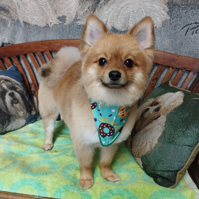 ちゃむんちのカバー写真