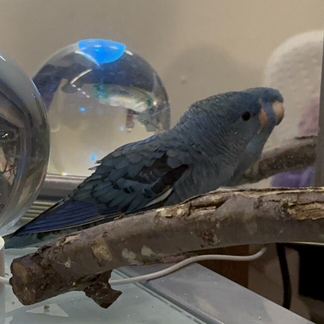 Creamyのカバー写真