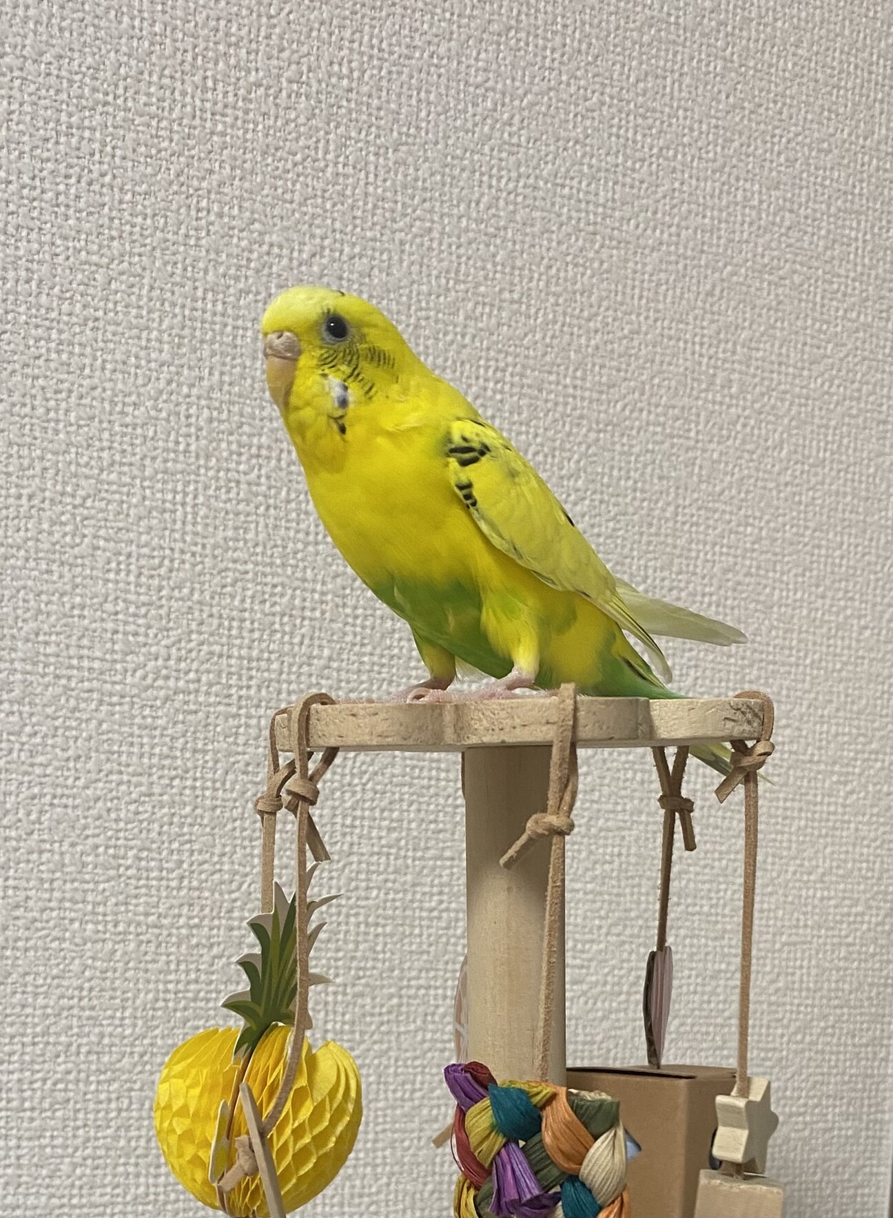 セキセイインコ ハルクイーン」福岡県 - 鳥の里親募集(534987
