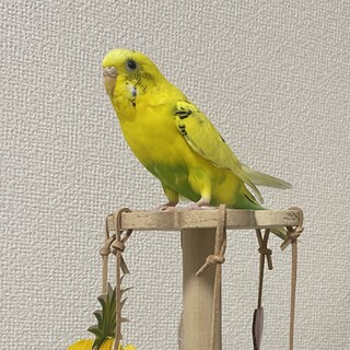 セキセイインコ ハルクイーン