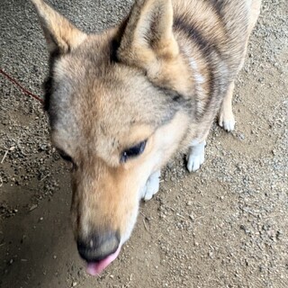人が大好き｜穏やかな柴犬系ミックスの男の子 